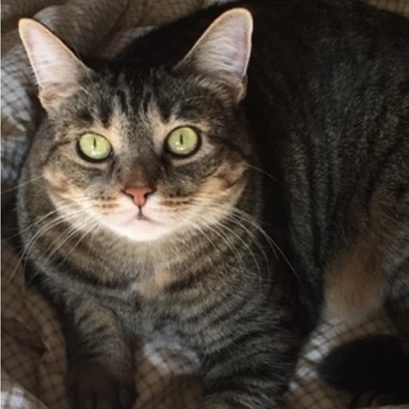 NWT NWOT GIFT GIVING SEASON 💝🛍️🌷 - Picture 15 of 16